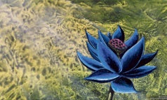 Black Lotus / ブラックロータスのお話