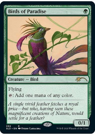 (英)極楽鳥 / Birds of Paradise【SLD】 Ornithological Studies No.092