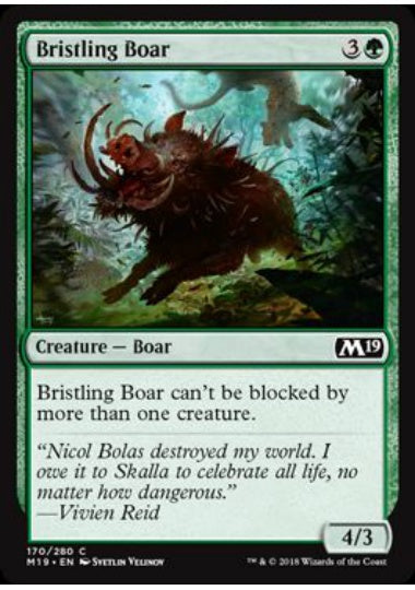 (英)【Foil】逆毛の猪 / Bristling Boar【M19】 No.170