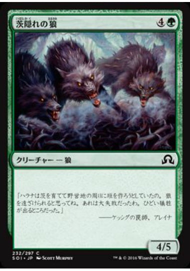 (日)【Foil】茨隠れの狼 / Thornhide Wolves【SOI】 No.232