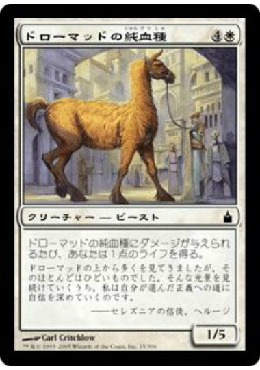 (日)ドローマッドの純血種 / Dromad Purebred【RAV】 No.015