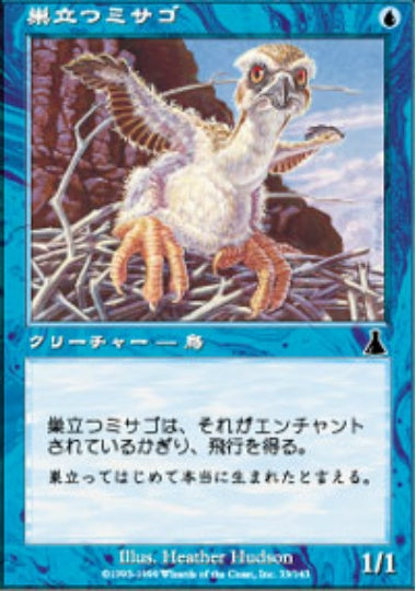 (日)【Foil】巣立つミサゴ / Fledgling Osprey【UDS】 No.033